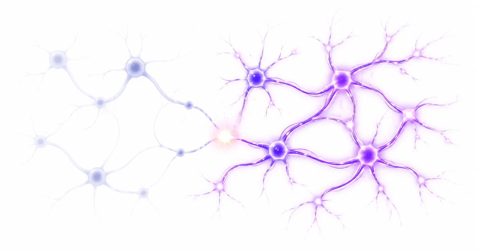 What Happens to Your Memory When You Stop Training